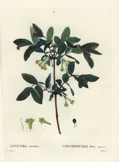Honeyberry, Haskap berry, blue-berried honeysuckle, ou sweetberry honeysuckle, Lonicera caerulea. Gravura de agulha colorida por Miss Brenet depois de uma ilustração de Pierre-Joseph Redoute de Henri Louis Duhamel du Moncel