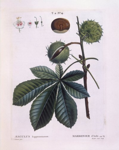 Castanheiro-cavalo ou Conker (Aesculus hippocastanum), Henry Louis Duhamel du Monceau, placa botânica de Pierre Joseph Redouté de Pierre Joseph Redouté