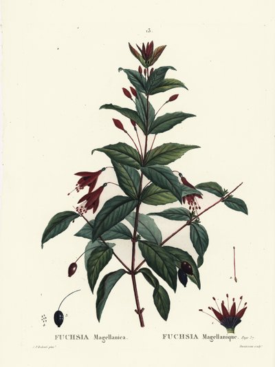 Hummingbird fuchsia, Fuchsia magellanica. Gravura de estilete colorida à mão por Du Ruisseau após uma ilustração de Pierre-Joseph Redoute, de Henri Louis Duhamel du Moncel