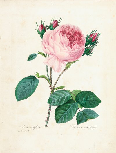 Rose de cem folhas, da "Escolha das mais belas flores e frutas mais bonitas", vol. Eu, 1827-33 de Pierre Joseph Redouté