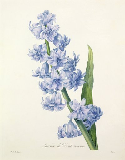 Hyacinthus orientalis (jacinto comum), gravado por Victor, de &39;Escolha das mais belas flores&39;, 1827 de Pierre Joseph Redouté