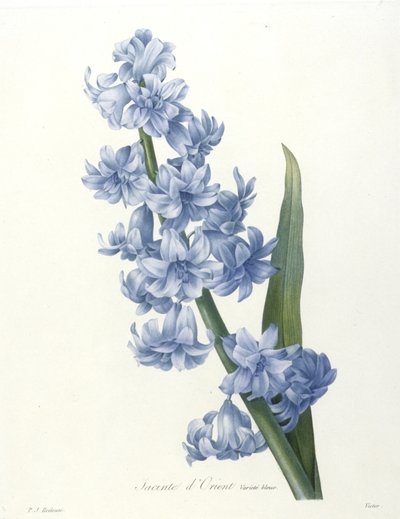 Jacinto dOrient, Blue Variety, da escolha das mais belas flores e dos mais belos frutos, 1827 (gravura stippled à mão) de Pierre Joseph Redouté