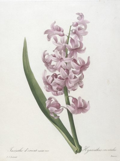 Hyacinthus orientalis, hyacinthus orientalis, da escolha das flores mais belas e frutas mais bonitas, 1827 (gravura stipple colorido à mão) de Pierre Joseph Redouté