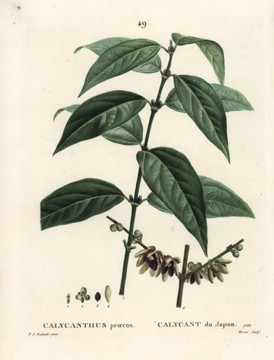 Pimenta-da-jamaica, Chimonanthus praecox (Calycanthus praecox). Gravura de agulha colorida por Moret depois de uma ilustração de Pierre-Joseph Redoute de Henri Louis Duhamel du Moncel