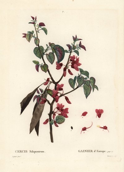 Árvore de Judas, Cercis siliquastrum. Gravura de um estilete colorido por Tassaert após uma ilustração de Pierre-Joseph Redoute, de Henri Louis Duhamel du Moncel