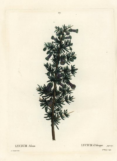 Espinho de mel de Kraal, Lycium afrum. Gravura de agulha colorida por Miss Brenet depois de uma ilustração de Pierre-Joseph Redoute de Henri Louis Duhamel du Monceau