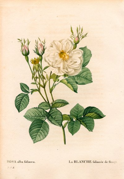 Rosa branca de Fleury, variedade Rosa alba, la blanc foliaceee de Fleury. Gravura em chapa de cobre colorida à mão de "Les Roses", de Pierre Joseph Redoute, Paris. de Pierre Joseph Redouté