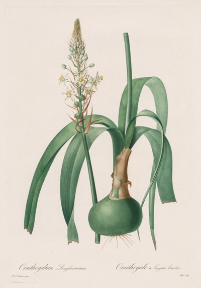Les Liliacées: Ornithogalum longibracteatum de Pierre Joseph Redouté