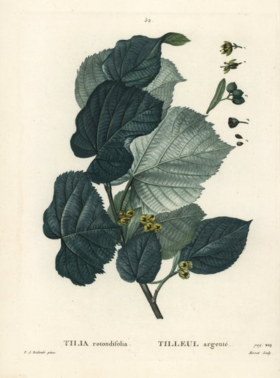 Limeiras, Tilia rotundifolia. Gravura de um estilete colorido por Moret após uma ilustração de Pierre-Joseph Redoute, de Henri Louis Duhamel du Moncel