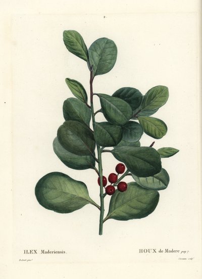 Azevinho da Madeira, Ilex perado (Azevinho de Madere, Ilex maderiensis). Gravura de agulha colorida por Casenave depois de uma ilustração de Pierre-Joseph Redoute de Henri Louis Duhamel du Moncel