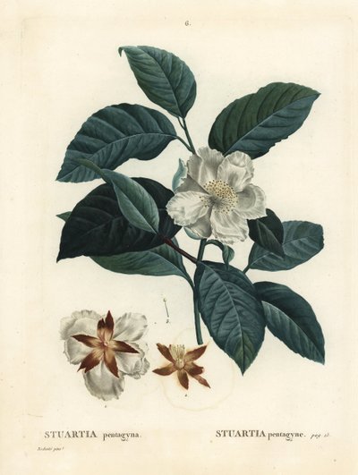 Malachodendron pentagynum (Stewartia ou Stuartia pentagyna). Gravura de um estilete colorido à mão depois de uma ilustração de Pierre-Joseph Redoute de Henri Louis Duhamel du Monceau