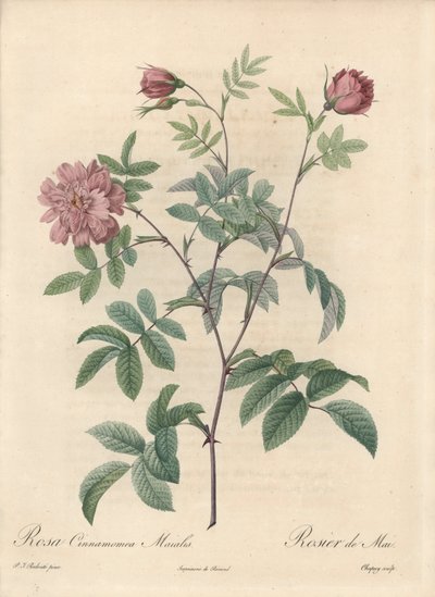 Rosa de Maio ou rosa de canela - Eau forte de Chapuy, de uma ilustração de Pierre Joseph Redoute (1759-1840), extrato de Les Roses de Pierre Joseph Redouté