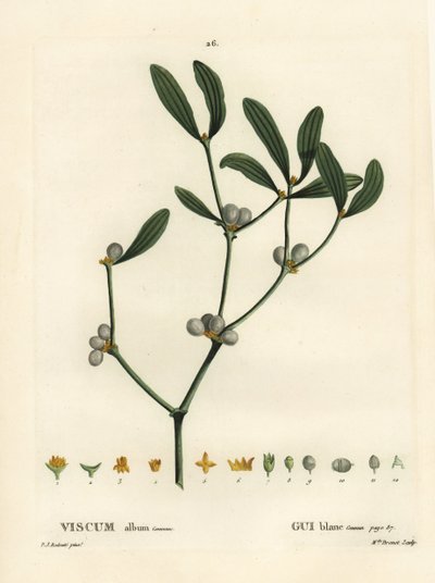 Mistletoe, álbum Visum. Gravura de ponto colorido por Miss Brenet depois de uma ilustração de Pierre-Joseph Redoute, de Henri Louis Duhamel du Moncel