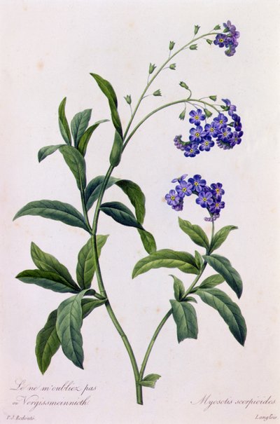 Myosotis Scorpiodes (gravura colorida) de Pierre Joseph Redouté