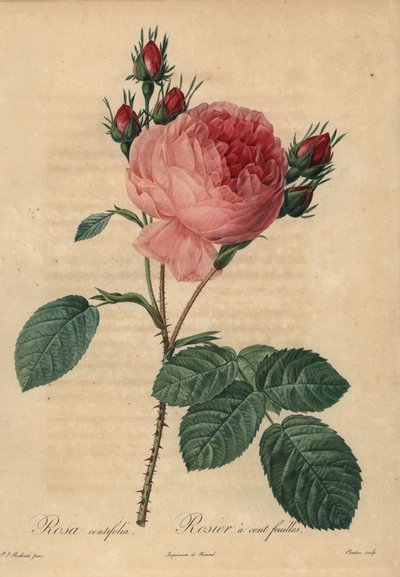 Rosa repolho rosa ou rosa da Provença, Rosa centifolia de Pierre Joseph Redouté