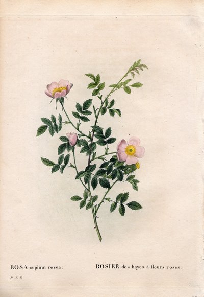 Rosa sebe rosa, Rosa aggrestis variedade, Rosa dos fenos com flores rosa. Gravura em chapa de cobre colorida à mão, de Pierre Joseph Redoute, "Les Roses", Paris de Pierre Joseph Redouté