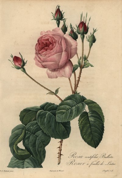 Rosa alface rosa Bullata, Rosa centifolia de Pierre Joseph Redouté