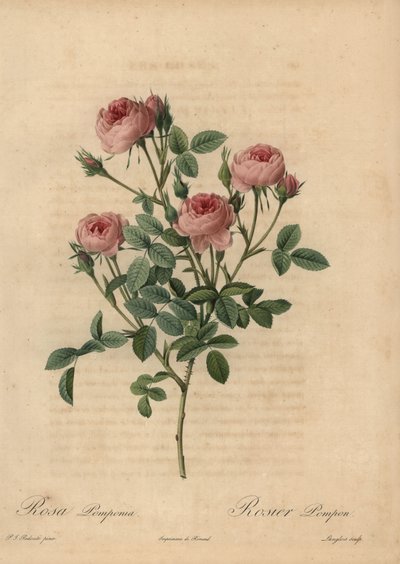 Rosa pompom rosa, Rosa centifolia de Pierre Joseph Redouté