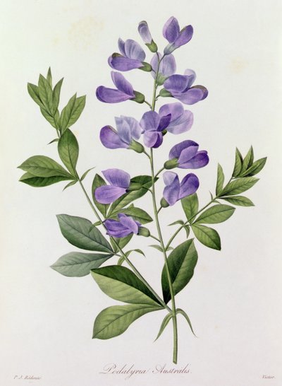 Podalyria Australis (gravura colorida) de Pierre Joseph Redouté