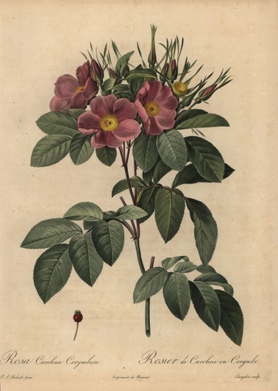 Purpurrote Carolina-Rose von Pierre Joseph Redouté