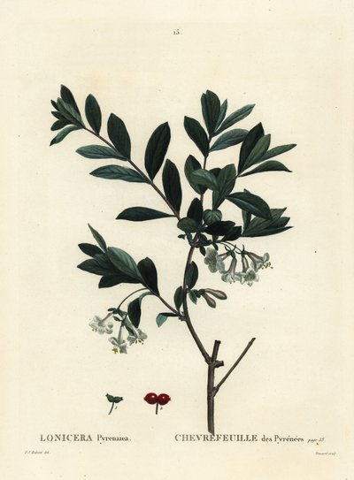 Madressilva dos Pirenéus, Lonicera pyrenaica. Gravura de um estilete colorido por Tessaert após uma ilustração de Pierre-Joseph Redoute, de Henri Louis Duhamel du Moncel
