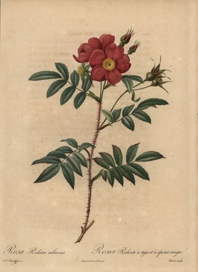 Rosa vermelha, Rosa de Pierre Joseph Redouté