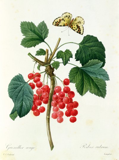 Johannisbeeren, verlegt von Langois von Pierre-Joseph Redouté