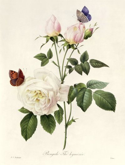 Rosa: Bengale the Hymenes, de &39;Les Roses&39;, século XIX de Pierre Joseph Redouté