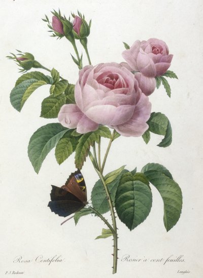 Rosa Centifolia, rosa de uma folha, da seleção das flores mais belas e as mais belas frutas, 1827 (gravura stipple colorido à mão) de Pierre Joseph Redouté