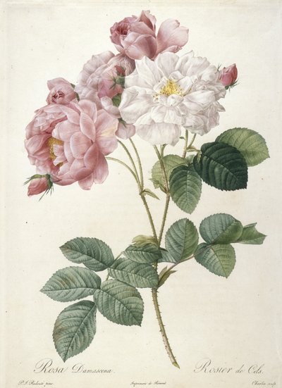Rosa Damascena, Rosier de Cels, de Les Roses, 1817-24 (gravura pontilhada à mão) de Pierre Joseph Redouté