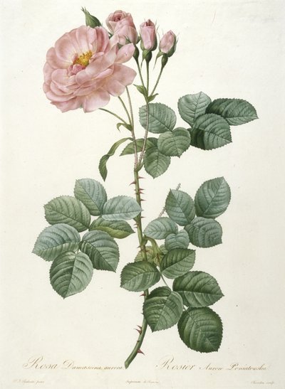 Aurora de Rosa Damascena, Rosa Aurora Poniatowska, da Coroa de Rosas, 1817-1824 (gravura colorida à mão) de Pierre Joseph Redouté