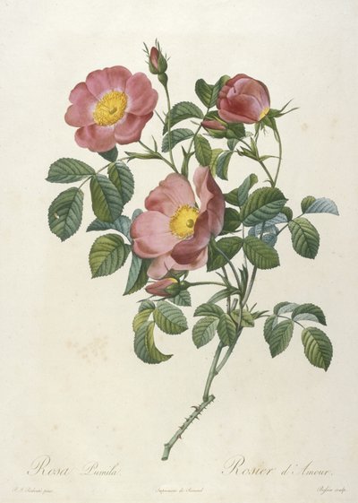 Rosa Pumila, Rosa do Amor, de A Coroa de Rosas, 1817-1824 (gravura pontilhada à mão) de Pierre Joseph Redouté
