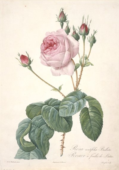 Rosa centifolia Bullata, folha de alface rosa, de Les Roses, 1817-24 (gravura pontilhada à mão) de Pierre Joseph Redouté