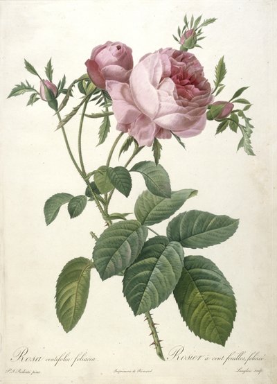 Rosa centifolia foliacea, Rosier um centavo de folhas, foliáceo, de Les Roses, 1817-24 (gravura stipple colorida à mão) de Pierre Joseph Redouté