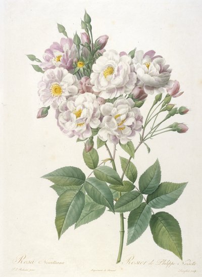 Rosa noisettiana, Rosa de Philippe de Noisette, de A Coroa de Rosas, de 1817 a 1824 (gravura pontilhada à mão) de Pierre Joseph Redouté
