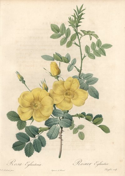 Rosa rubigineux com rosas amarelas (Rosa rubiginosa) - Eau forte de Langlois, baseado numa ilustração de Pierre Joseph Redoute (1759-1840), de Les Roses de Pierre Joseph Redouté