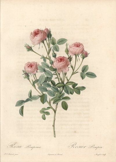 Rose de Meaux a fleurs roses - Etching by Langlois, baseado numa ilustração de Pierre Joseph Redoute (1759-1840), de Les Roses de Pierre Joseph Redouté