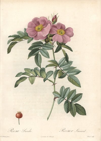 Rosa da Virgínia, com flores rosa - Eau forte de Bessin, baseada numa ilustração de Pierre Joseph Redoute (1759-1840), de Les Roses de Pierre Joseph Redouté