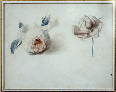 Rose study Watercolour de Pierre Joseph Redoute (1759-1840) Malmaison, musee du chateau do século XIX. de Pierre Joseph Redouté
