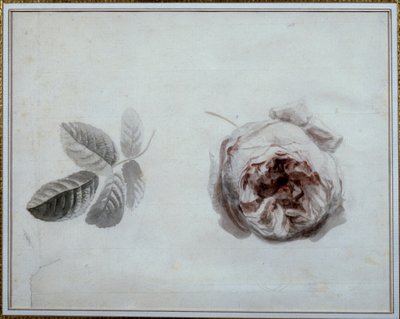 Rose study Watercolour de Pierre Joseph Redoute (1759-1840) Malmaison, musee du chateau do século XIX. de Pierre Joseph Redouté