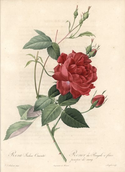 Rosier de Chine - Etching by Langlois, baseado numa ilustração de Pierre Joseph Redoute (1759-1840), de Les Roses de Pierre Joseph Redouté