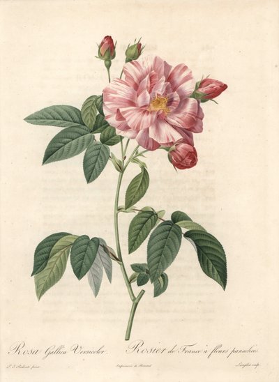 Rosier de France ou rose de Provins, variete versicolor - Etching by Langlois, de uma ilustração de Pierre Joseph Redoute (1759-1840), extrato de Les Roses de Pierre Joseph Redouté
