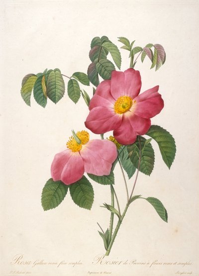 Roseira de Provinsi De La Couronne de roses, 1817-1824. de Pierre Joseph Redouté