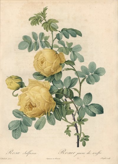 Rosier des Turks - Eau forte de Langlois, baseado numa ilustração de Pierre Joseph Redoute (1759-1840), de Les Roses de Pierre Joseph Redouté