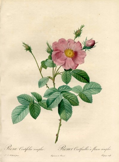 Rosier cem folhas com flores simples - Eau forte de Chapuy, de uma ilustração de Pierre Joseph Redoute (1759-1840), de Les Roses de Pierre Joseph Redouté