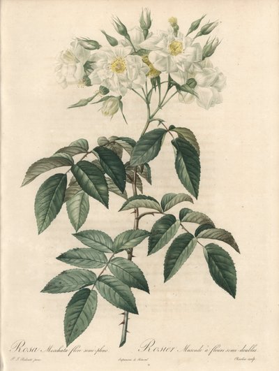 Rosier musque, com flores duplas - Etching by Charlin, de uma ilustração de Pierre Joseph Redoute (1759-1840), extrato de Les Roses de Pierre Joseph Redouté