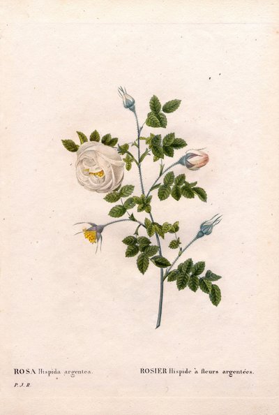 Rosa de flor de prata hispid, Rosa tomentosa variedade, Rosa Rosa rosa com flores de prata. Gravura em chapa de cobre colorida à mão, de Pierre Joseph Redoute, "Les Roses", Paris de Pierre Joseph Redouté
