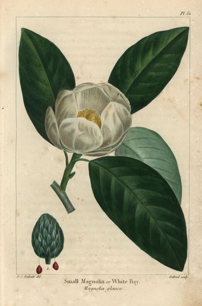 Pequena magnólia ou baía branca, Magnólia glauca (gravura) de Pierre Joseph Redouté