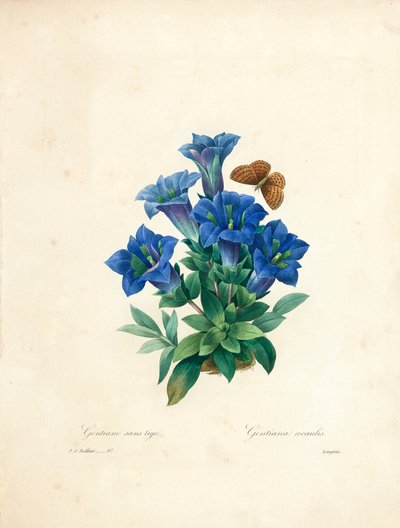 Genciana Stemless, de &39;Escolhendo as mais belas flores e frutas mais bonitas&39;, vol. II, 1827-33 de Pierre Joseph Redouté