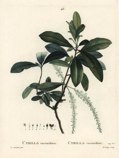 Cyrilla do pântano, Cyrilla racemiflora. Gravura de agulha colorida de De Gouy após ilustração de Pierre-Joseph Redoute, de Henri Louis Duhamel du Moncel
